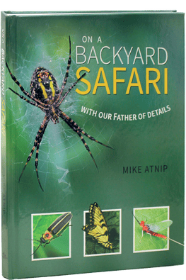Backyard Safari